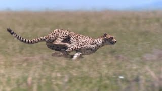 Cheetah  Chase Compilation [upl. by Wayolle]