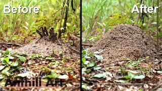 Timelapse Fire Ant Colony Rebuilding After a Storm [upl. by Nonnair]