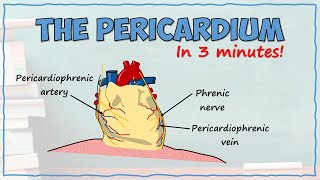 The Pericardium [upl. by Catrina]