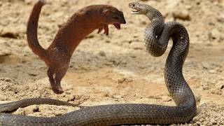 Mongoose vs Snake Fights [upl. by Aihsital63]