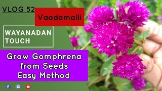 Gomphrena Globosa Purple Flower  Vaadamalli Vadamulla Flower വാടാമല്ലി ചെടി [upl. by Slorac]