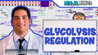 Metabolism  Regulation of Glycolysis [upl. by Chansoo]