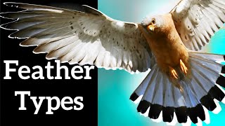 Types of Bird Feathers  Use Shape to Identify Feathers [upl. by Brick]