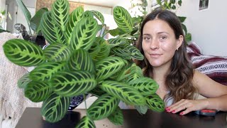 How To Make a Prayer Plant Houseplant More Full  Maranta Plant Propagation [upl. by Mulford570]