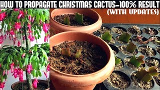 How To Propagate Christmas Cactus100 Success [upl. by Yzeerb898]