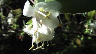 Lonicera fragrantissima for Honeyeaters [upl. by Edette639]