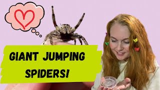 Unboxing GIANT jumping spiders WARNING cuteness overload [upl. by Clovis]