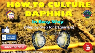 HOW TO CULTURE DAPHNIA In Easy Way [upl. by Finley684]