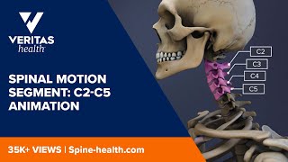 Spinal Motion Segment C2C5 Animation [upl. by Sikko]