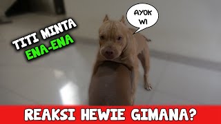 HEWIE PITBULL REAKSI HEWIE SAAT TITI MINTA ENAENA [upl. by Richarda128]