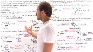 Fructose and Galactose Breakdown Pathways [upl. by Frodin611]