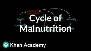 Cycle of Malnutrition [upl. by Noyes]