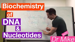 DNA and Nucleotides  Biochemistry [upl. by Adnawat]