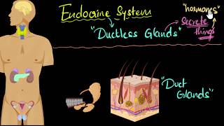 Endocrine system major hormones amp functions  Control amp Coordination  Biology  Khan Academy [upl. by Rayburn190]