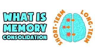 What is Memory Consolidation  Explained in 2 min [upl. by Ahsaf657]