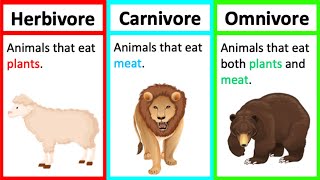 Herbivore Carnivore amp Omnivore  Types of animals  Whats the difference [upl. by Forest999]