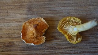 Chanterelle vs False Chanterelle [upl. by Enerual897]