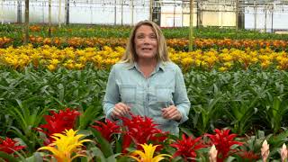 Kents Bromeliads  How To Care for Bromeliads [upl. by Suoiluj]