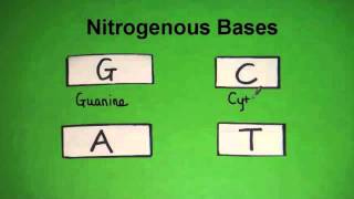 332 State the four bases in DNA [upl. by Foote134]