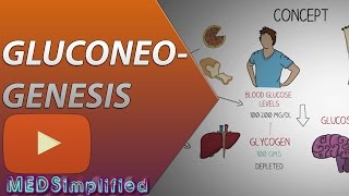 Gluconeogenesis Pathway Made Simple  BIOCHEMISTERY [upl. by Ley639]