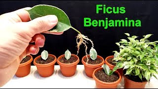 How to grow Ficus Benjamina from single leaf very easy [upl. by Sigvard]