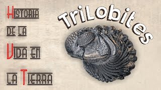 HVT Trilobites mini documental [upl. by Attenor]