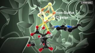 How Enzymes Work from PDB101 [upl. by Bolten]