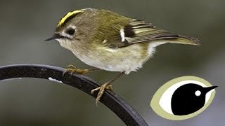 BTO Bird ID  Goldcrest amp Firecrest [upl. by Nnyrat]