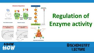 Regulation of enzyme activity [upl. by Aseyt]