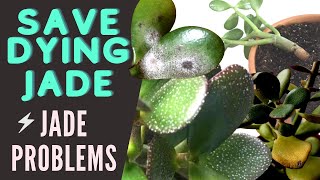 Jade Plant Problems and Pests  Save a DYING Crassula Ovata  MOODY BLOOMS [upl. by Bertie]