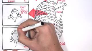 Anatomy Thorax Overview  Ribs Sternal angle Pleura and Pneumothorax [upl. by Terpstra]