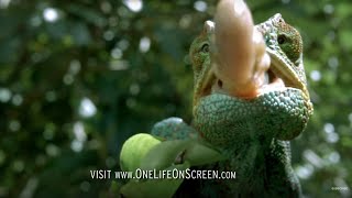 Chameleon Tongue In Slow Motion  One Life  BBC Earth [upl. by Ahs207]