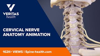 Cervical Nerve Anatomy Animation [upl. by Bethesda]