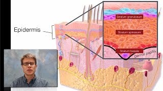 Integumentary System [upl. by Pahl743]