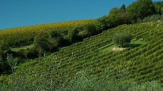 Olive harvest in Tuscany and Cinque Terre [upl. by Elleinahc567]