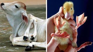 15 Most Shocking Real MUTATIONS In ANIMALS [upl. by Bahr]