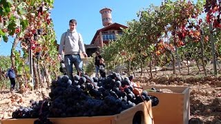 Cómo hacer vino en casa  Vendimia en familia [upl. by Caroline285]