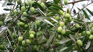 Growing the Table Olive Olea europaea [upl. by Kleper767]