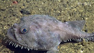 Weird and Wonderful The deepsea anglerfish is a couch potatos hero [upl. by Sibyl]