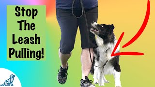 Loose Leash Walking Training  Professional Dog Training Tips [upl. by Eeramit154]