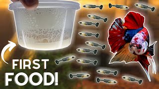 How to Breed Bettas Hatching the Eggs Part 2 [upl. by Houser858]