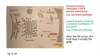 Protein transport—vesicle transport overview [upl. by Etienne]