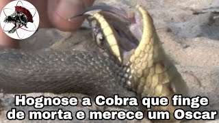 Cobra atriz finge de morta Hognose  Biólogo Henrique o Biólogo das Cobras [upl. by Etiam]