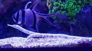 Feeding Dragon Pipefish  2017  Red Sea Reefer 525 XL [upl. by Chatwin]