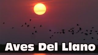 Aves del Llano [upl. by Ecreip]