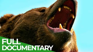 Wildlife  Episode 6 Bears  Free Documentary Nature [upl. by Buna]