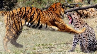 Tiger VS Leopard  Which one is strongest [upl. by Adaha]