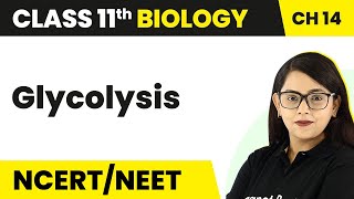 Class 11 Biology Chapter 14  Glycolysis  Respiration in Plants [upl. by Hodess]