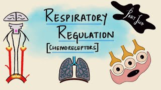 Respiratory Regulation  Part 2  Chemoreceptors  Chemical Regulation  Respiratory Physiology [upl. by Nojel]