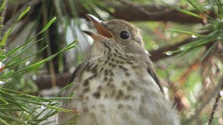 Hermit Thrush Song and Calls [upl. by Yespmed12]